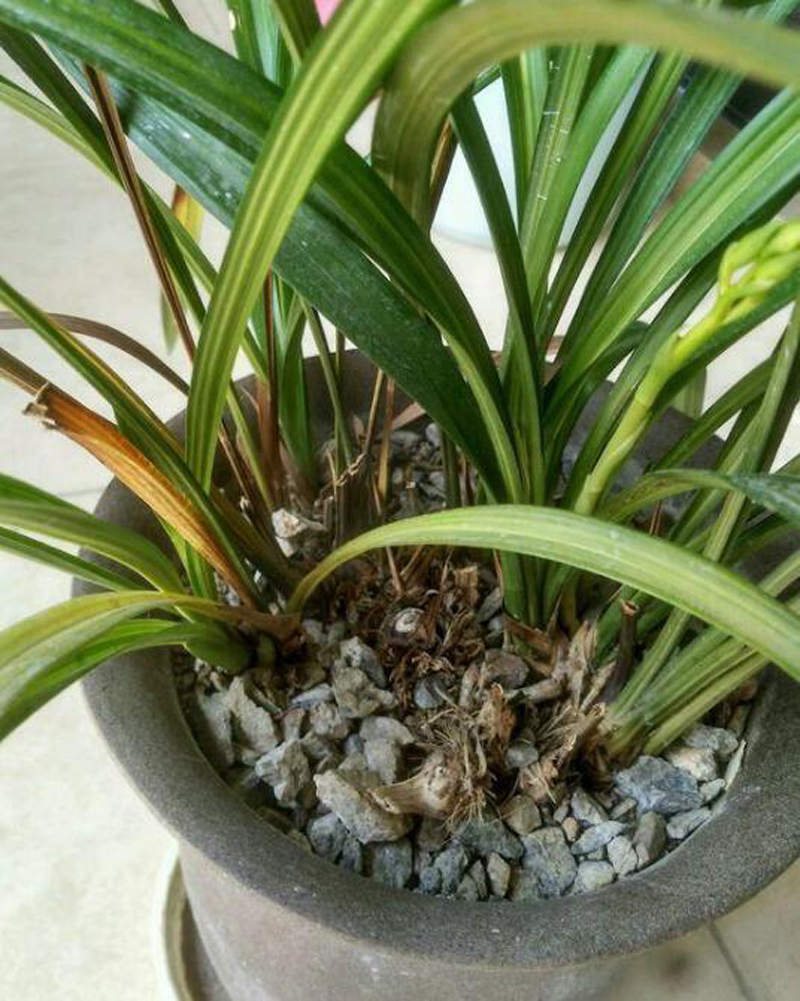 兰花的叶片发黄怎么办呢,兰花叶片发黄的原因和处理方法