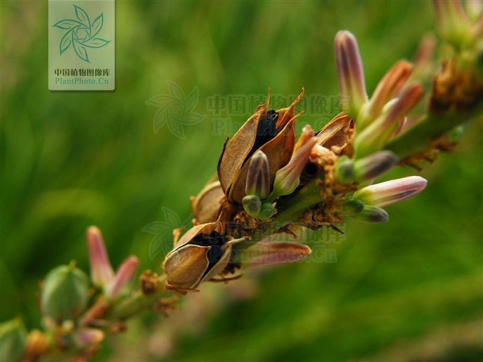 藁本神农本草经,神农本草经葛根原文