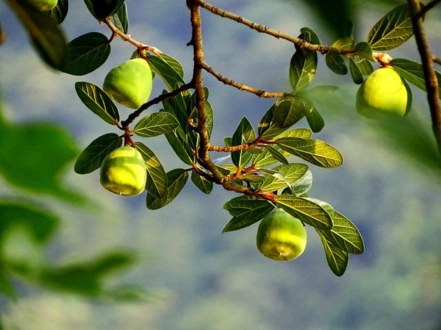 盛夏，一起品薜荔之文化，尝木莲之美味