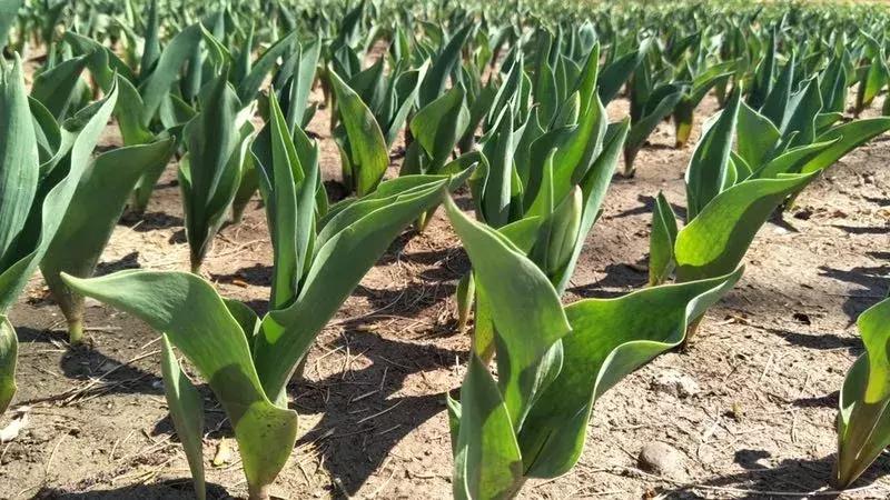 荷兰郁金香花海,不出北京游世界