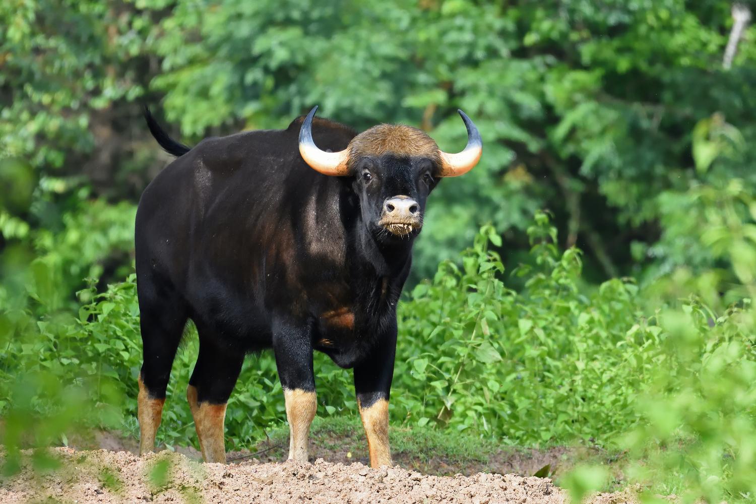 世界上最强壮的野牛印度野牛,云南现世界最大体型的牛印度野牛