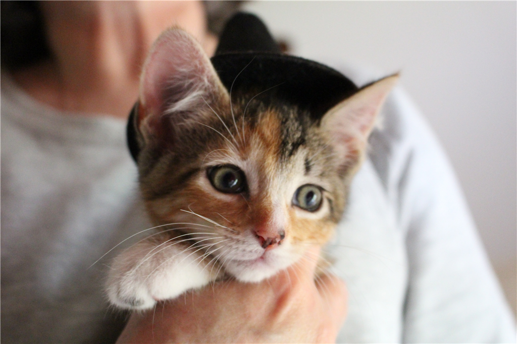 猫尿在沙发上怎么彻底去除猫尿味,猫尿在车脚垫上了怎么去除猫尿味