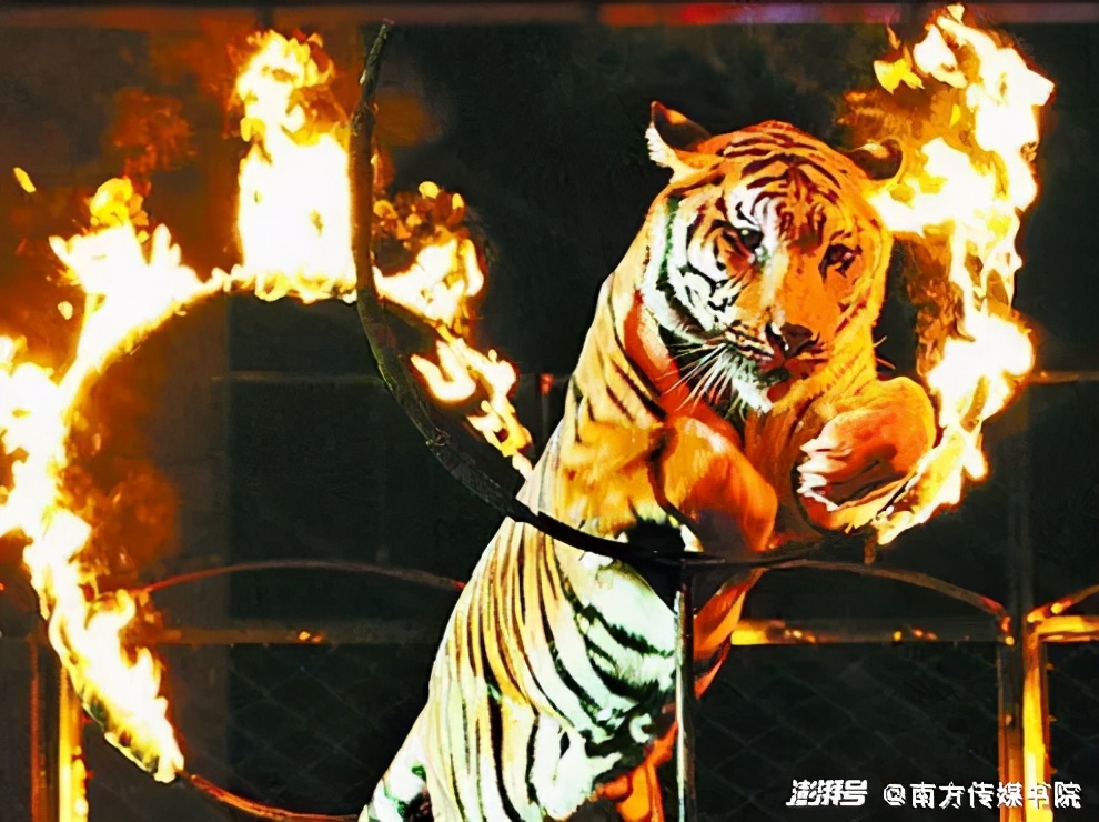 马戏团猛虎表演,猛虎表演