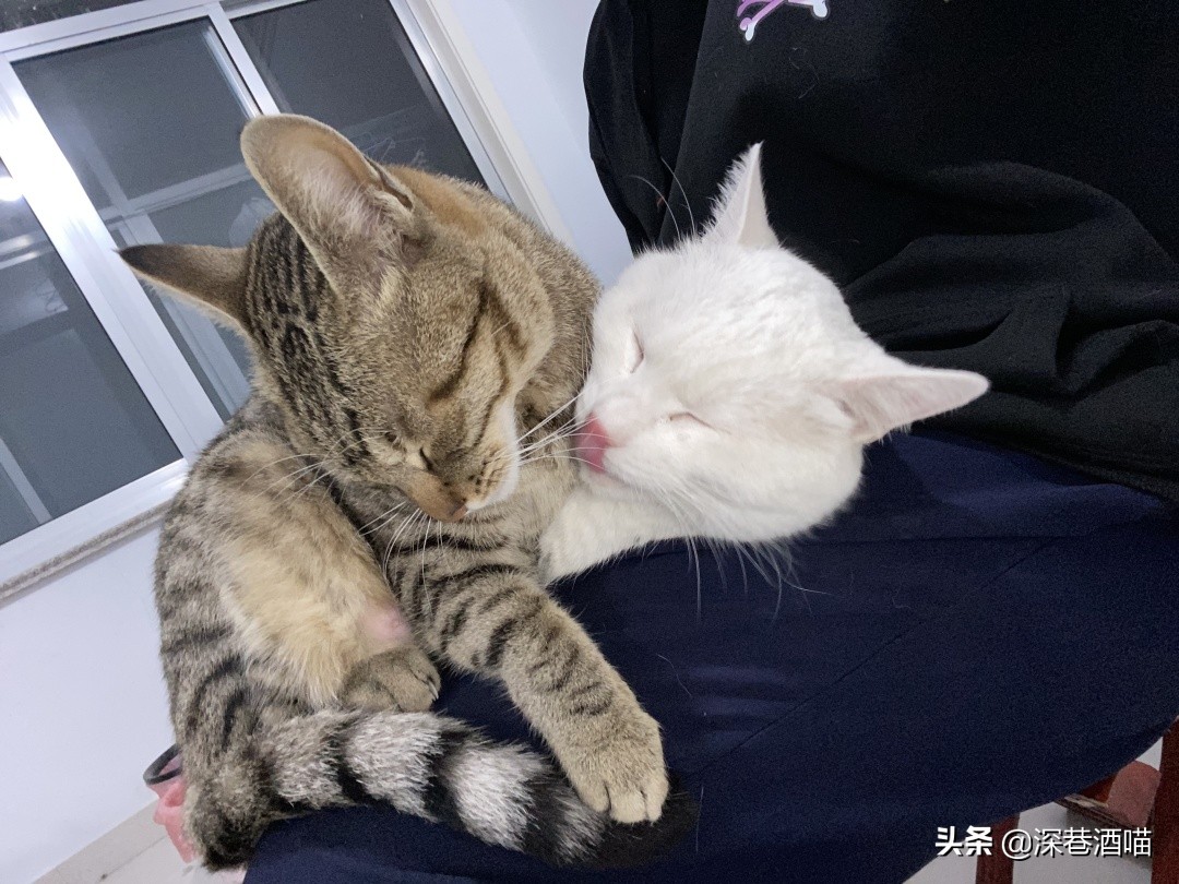 中国的田园犬有多聪明,田园猫的身体素质有多强