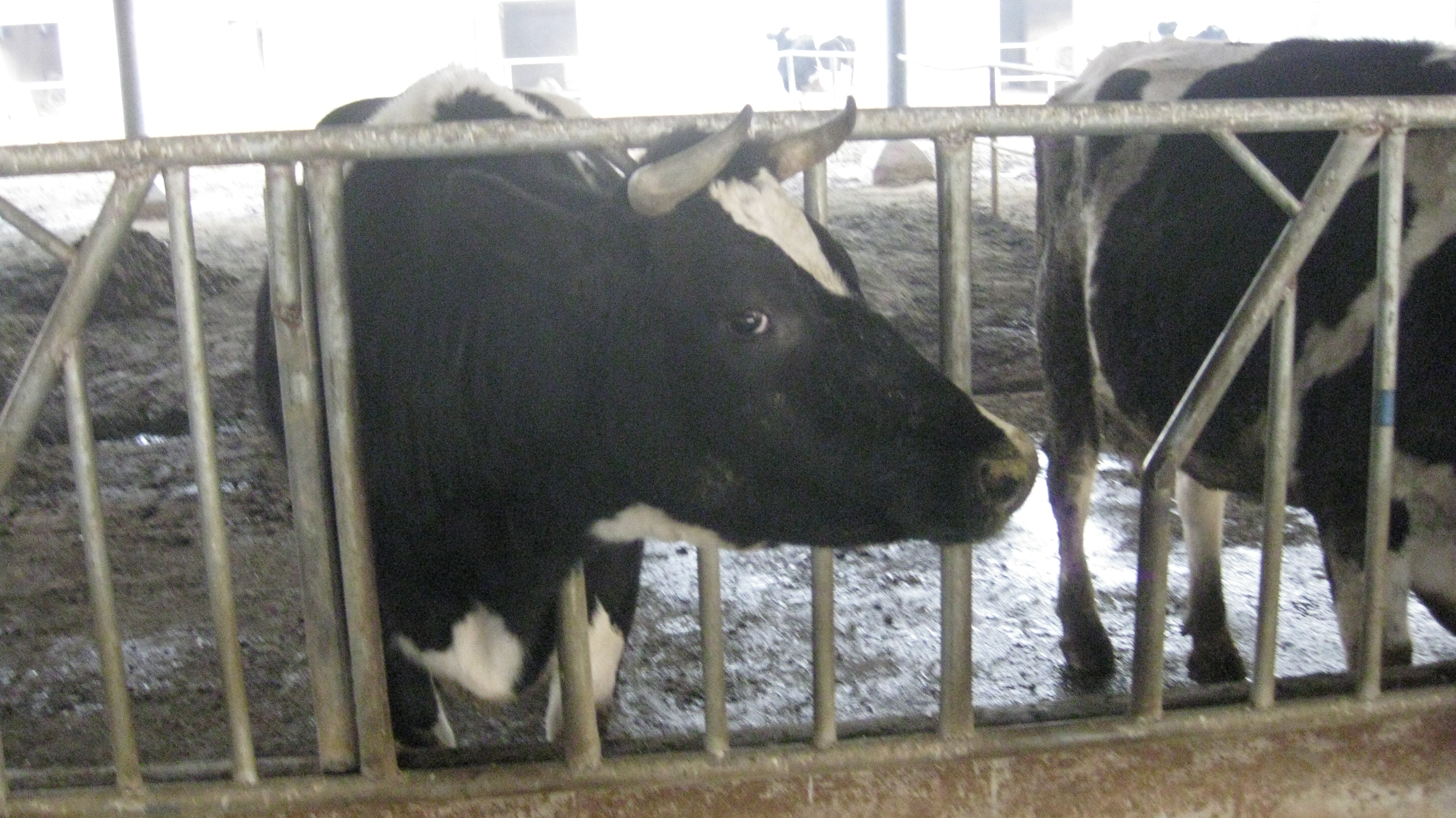 小牛烂肺怎么办,预防牛烂肺打什么疫苗