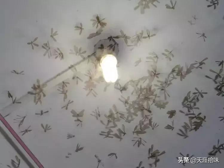 台风来了海岸上很多虫子,台风后出现的虫子