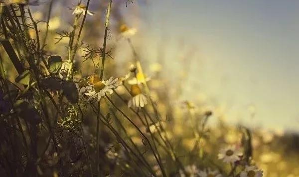 双鱼座集合了11个星座,12个星座中双鱼座是不是穷的