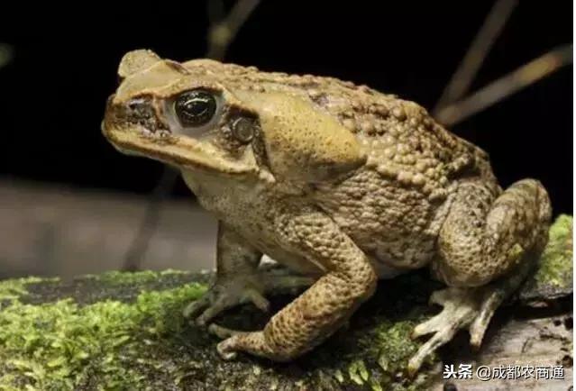 癞蛤蟆身上的白浆和皮是珍贵的中药材！一斤能卖上万元