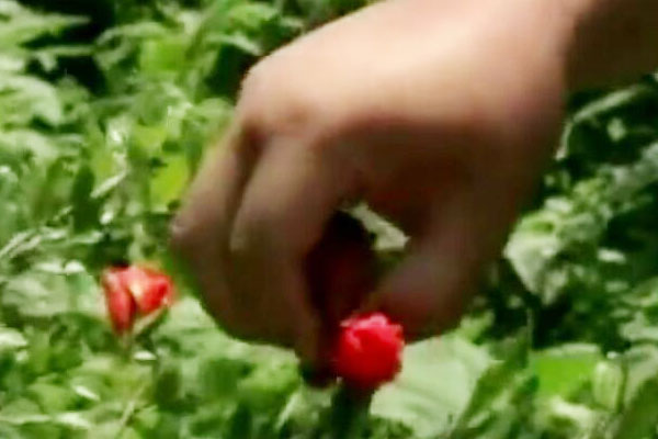 石榴刚坐果就落果是怎么回事,石榴落果