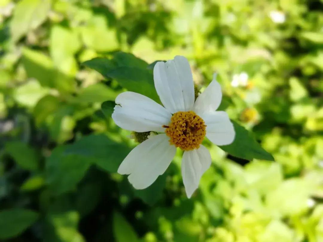 精工智能系统有什么缺点和不足,精工智能