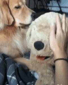 怎样惹自家狗子生气,怎样惹狗笑