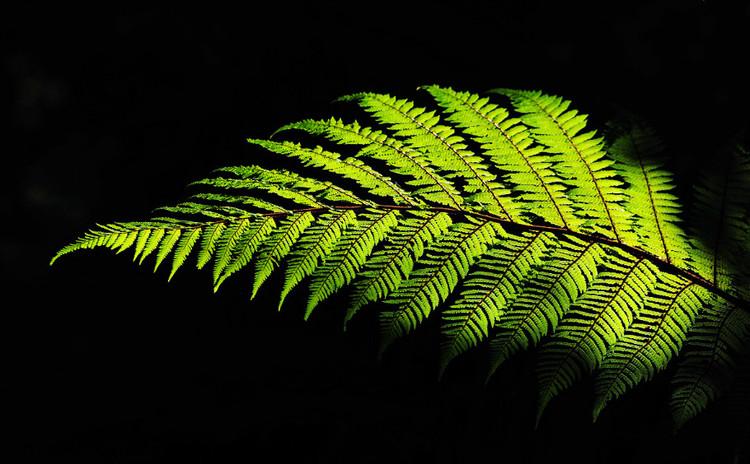 大洋洲新西兰视频,大洋洲纪录片