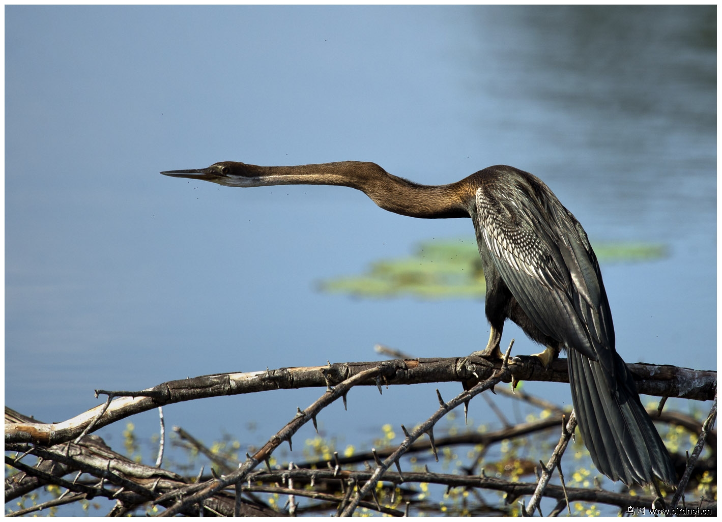 狄仁杰之四大天王龙怎么出现的,狄仁杰中六大蛇首排名