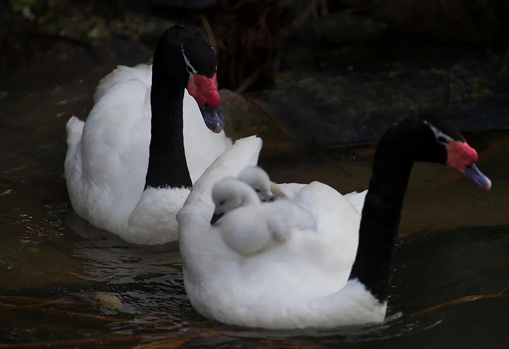 津门网司徒志文:广州动物园——黑颈天鹅