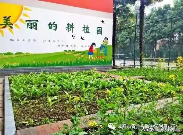 成都青羊区小学报名,成都读青羊区小学需要什么条件
