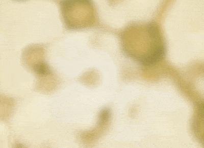 百莲凯金汤药浴7月30日重磅上市！约「泡」吗？