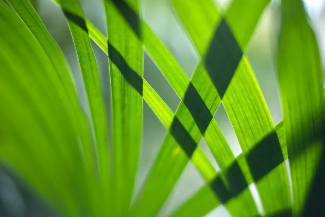 铭匠apsc0.95,铭匠50mmf1.2对比星曜