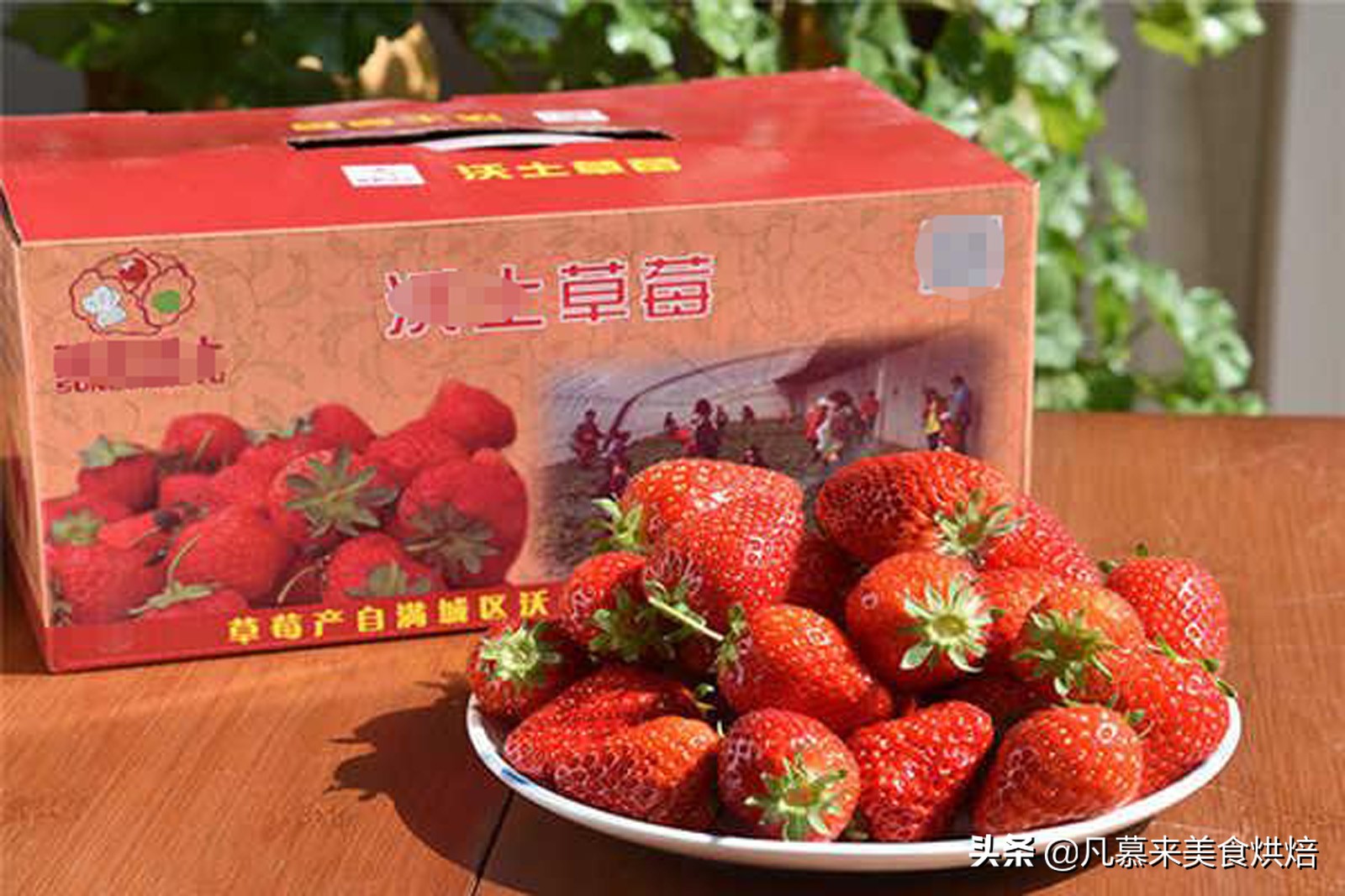 草莓哪个品种最好吃又好种,2018产量最好最大的草莓品种