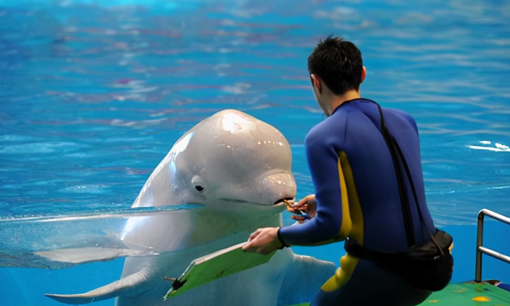 青岛极地海洋世界5d体验馆怎么样,青岛栈桥极地海洋馆旅游攻略