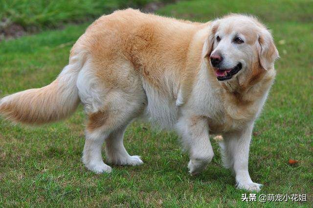 金毛生病被主人抛弃,金毛生病了要怎么治疗