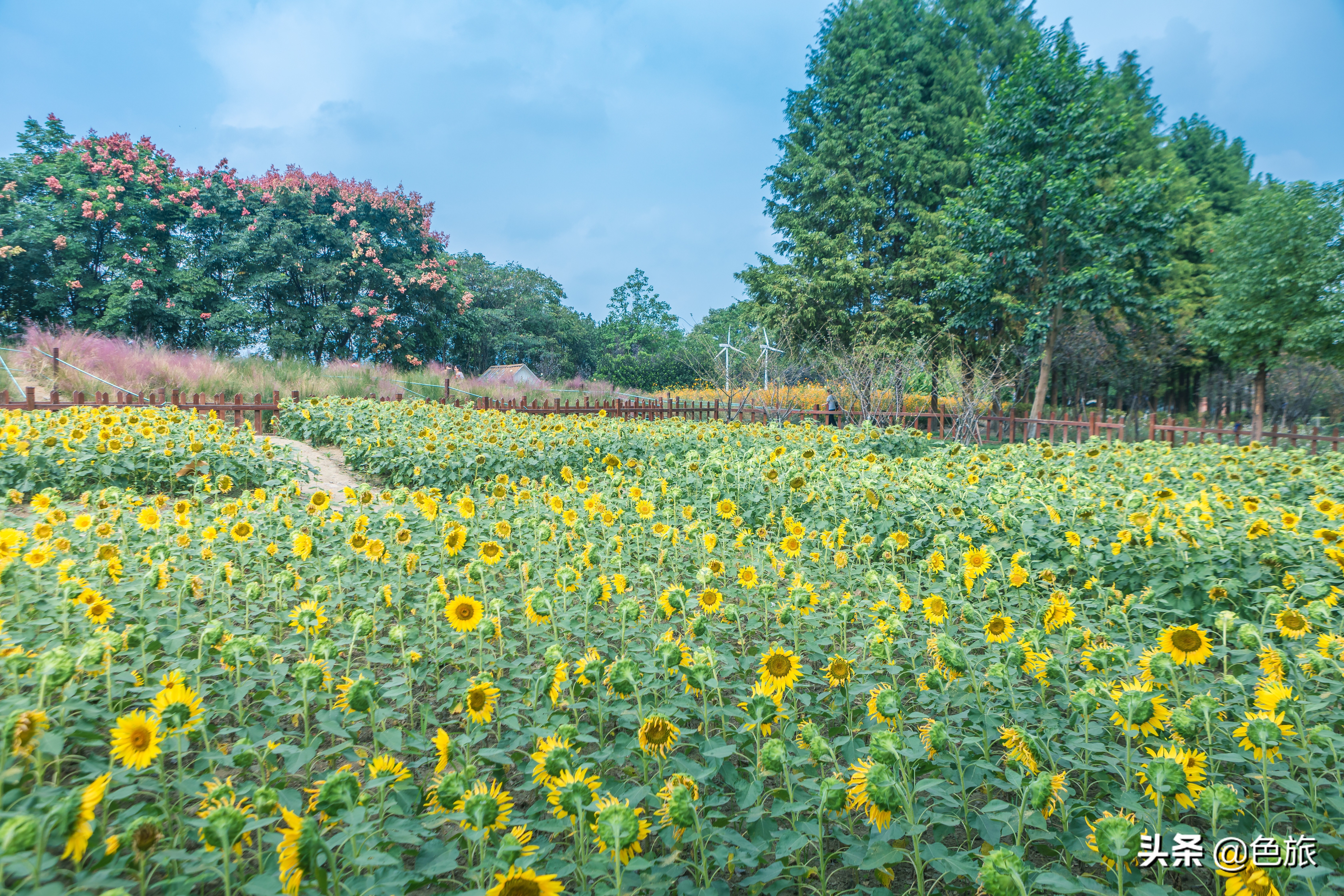 杭州花海网红打卡,杭州粉黛花海打卡地