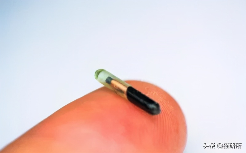 宠物猫植入芯片有什么要注意的,猫咪植入芯片注意事项