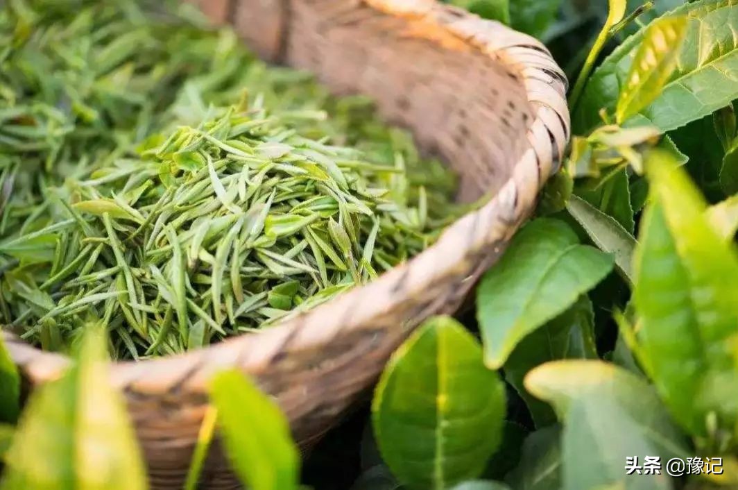 信阳毛尖新茶好喝还是老茶好喝,信阳毛尖单芽与一芽一叶哪种好喝