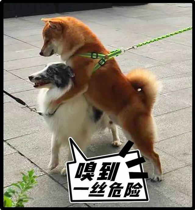 狗狗发情期不可忽视,做好控制,不让狗狗生病