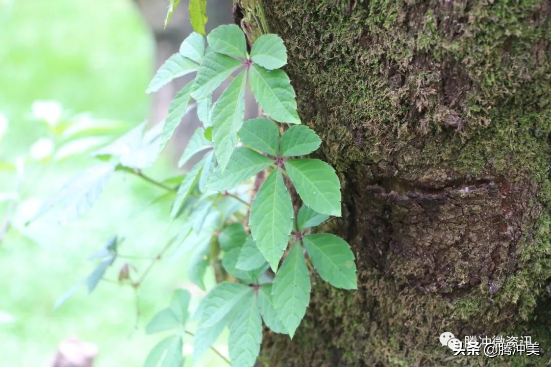 云南腾冲银杏村杙春园客栈对外招租，只为等待有缘的你