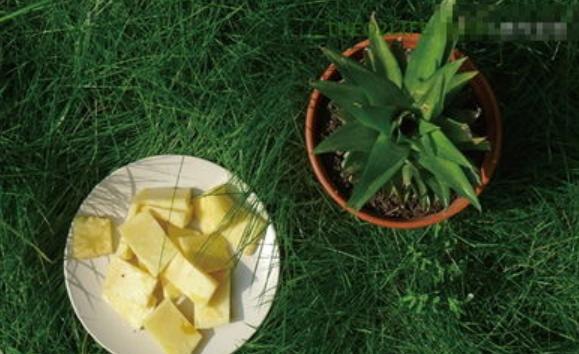 两分钟教你学会种菠萝,菠萝地该怎么种才能种出一棵菠萝