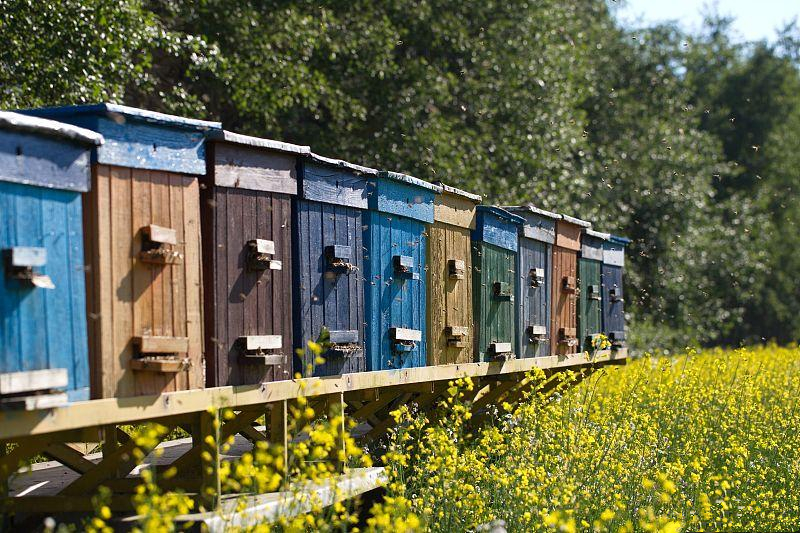 蜜蜂养殖防范马蜂的措施有哪些,蜜蜂养殖怎样治理巢虫