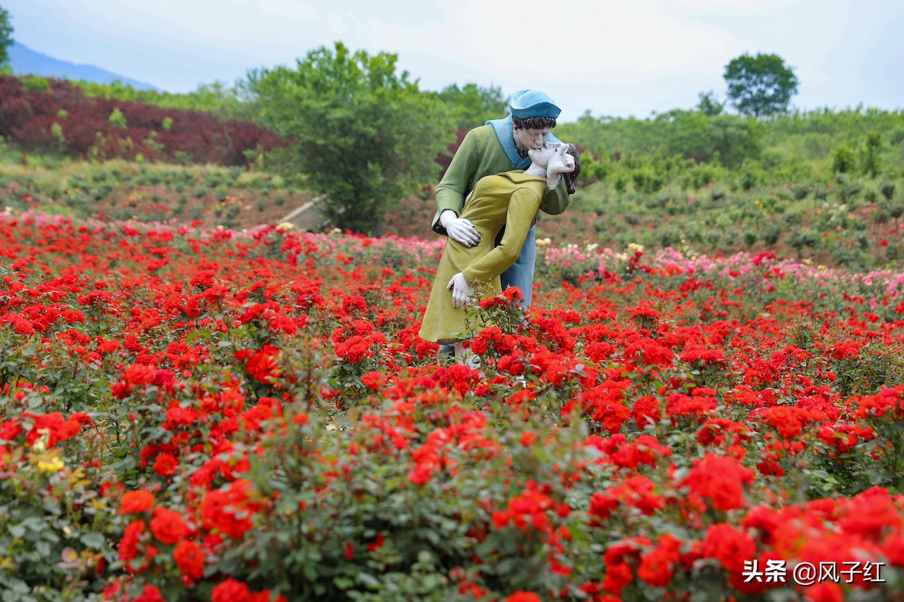 华中最大的玫瑰花园,中国最大的玫瑰花海