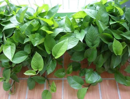 过期的药片不要扔还可以用来养花,家里买的药过期了怎么处理