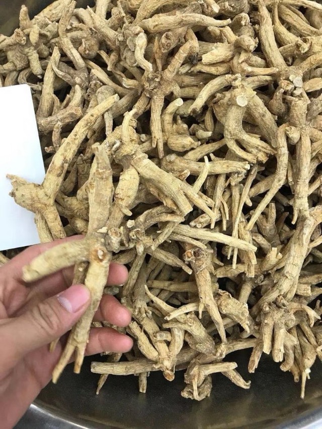 西洋参进入中国的时间,西洋参从哪里进的货