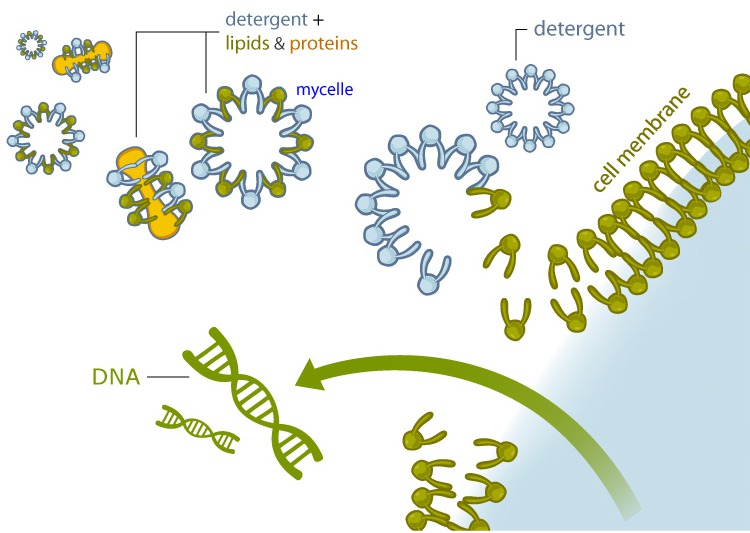 水果dna提取实验步骤,提取dna实验中的注意事项