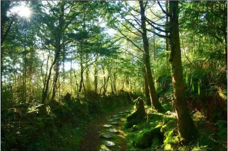 大树的秘密朗读,大树的秘密视频完整版