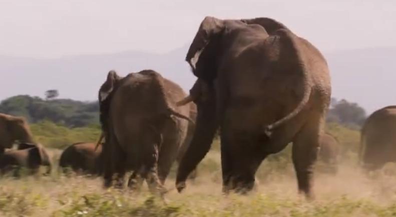 大象大战100只多头蛇,大象之间的求偶战