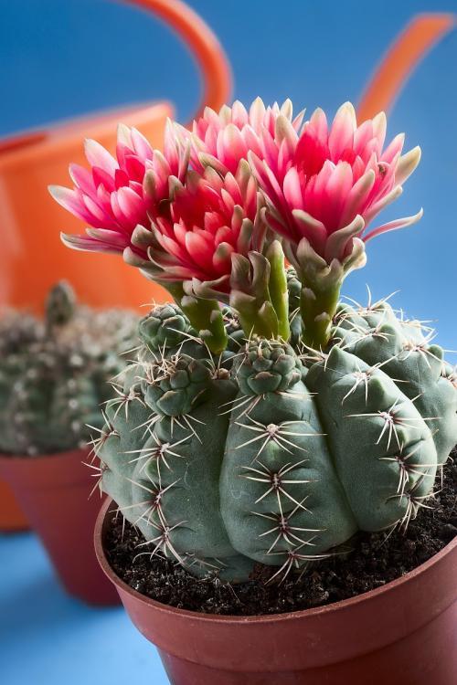 好养的盆栽花卉排名前十,盆栽花比较好养的有哪些