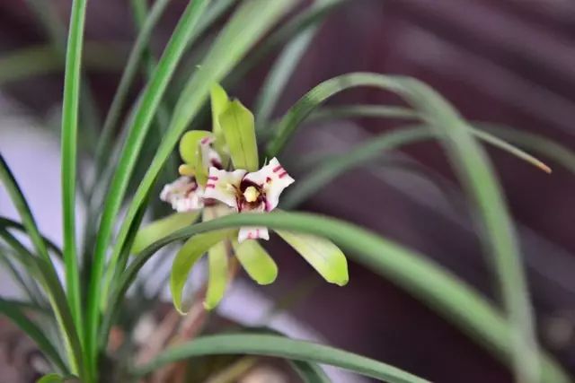 兰花生病怎么治最有效果,兰花病害怎么治愈