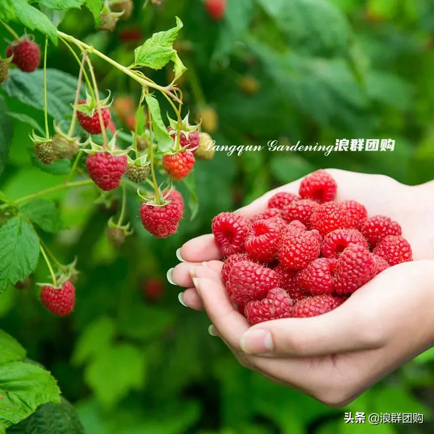 盆栽树莓能结多少果,盆栽果树一年可以长多高