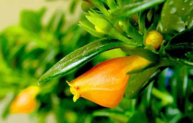 金鱼吊兰怎么整年不开花长得挺旺,金鱼吊兰叶子发黄掉叶怎么办