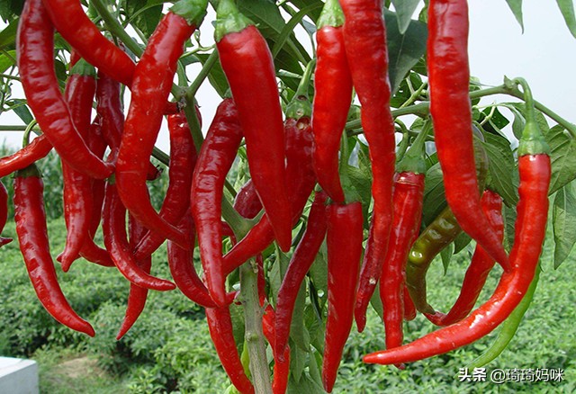 孕期吃了很多辣椒对宝宝有影响吗,孕妇吃太多辣椒有影响吗