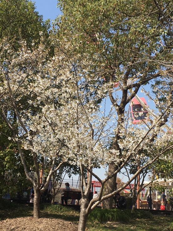 春天必打卡的樱花胜地顾村公园,顾村公园樱花照片视频