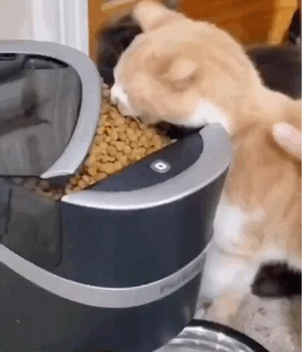 猫在床上尿臭味怎么消除,猫咪放了屁整个身子都臭