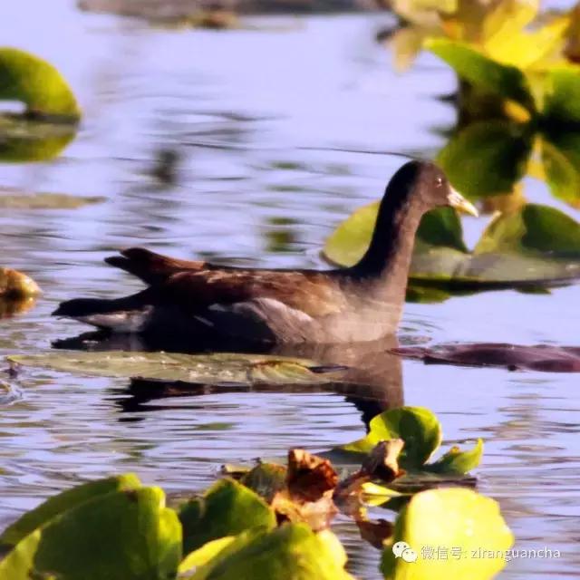 美洲有几种猛禽,美洲三大动物