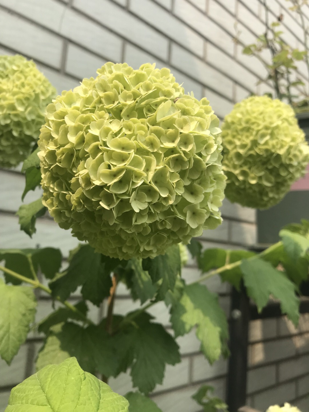 绣球爱闷根是什么原因,绣球花喜欢水