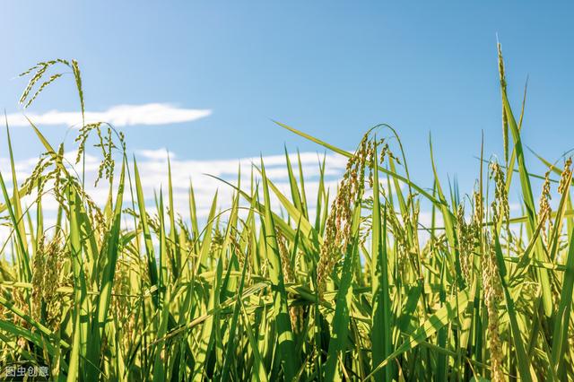 杂交水稻如何撒种,杂交水稻的种植技巧