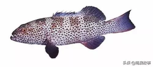 潮汕海鲜大全带图片,十大最好海鲜鱼