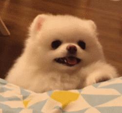 狗子吃醋女朋友,狗子喜欢女朋友怎么办