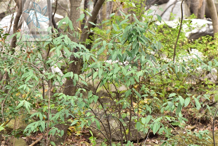 补阳丹，见过吗？活血通络。治跌打骨折、劳伤、小便*禁失**